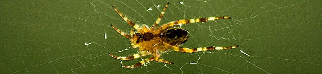 Photo d'un animal de la classe des arthropodes