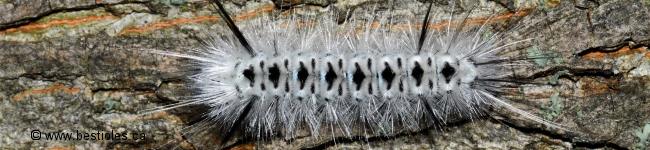 Photo d'une chenille de papillon arctiid�s (Lophocampa caryae)