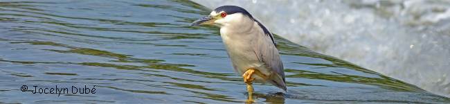Photo d'un oiseau de la famile des ard�id�s (Ardeidae)