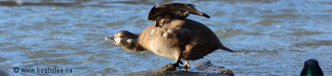 Photo d'un canard arlequin plongeur