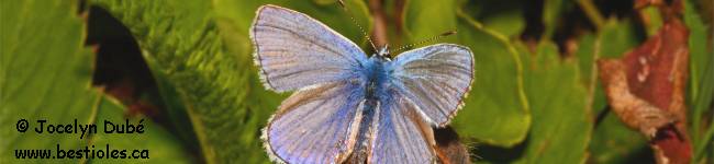 Photo de papillon azure estival