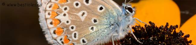 Photo de papillon azure commun