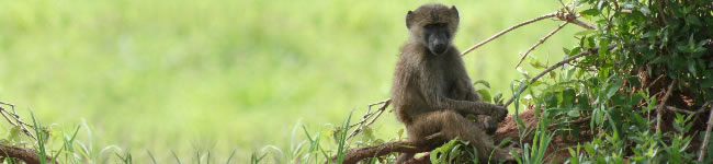 Photo d'un babouin
