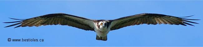 Photo de balbuzard p�cheur