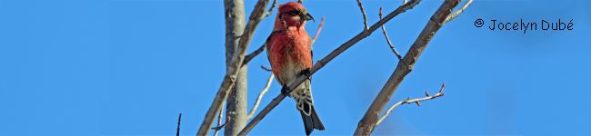 Photo de bec-crois� bifasci�