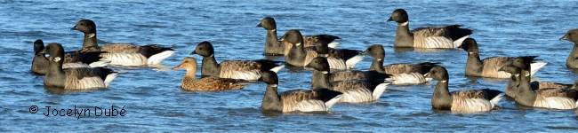 Photo de bernaches carvants