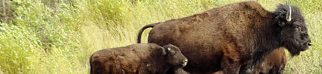 Bison