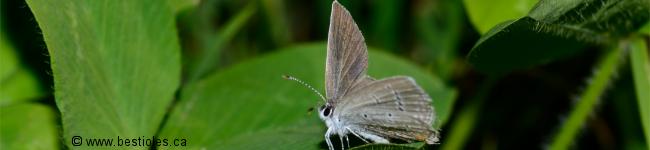 Photo de papillon bleu porte-queue