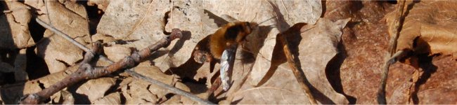 Photo d'un bombyle qui est un insecte dipt�re