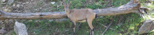 Photo de bouquetin