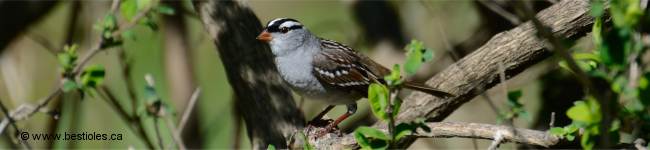 Photo d'un bruant � couronne blanche dans un arbre