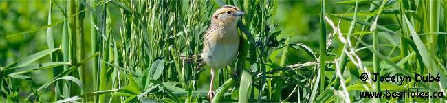 Photo d'un bruant de Le Conte