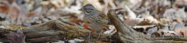 Photo d'un bruant de Lincoln