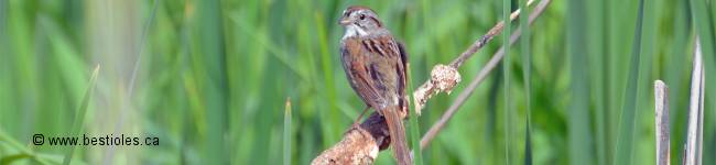 Photo d'un bruant des marais