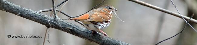 Photo d'un bruant fauve