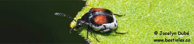 Photo d'insecte de la sous-famille des bruches (Bruchinae)