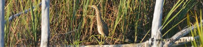 Photo d'un butor d'am�rique