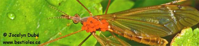 Photo de Calyptostomatid�s (Calyptostomatidae)