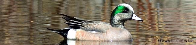 Photo d'un canard d'Am�rique