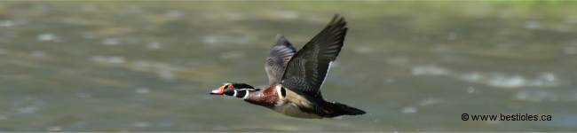 Photo de canard branchu en vol