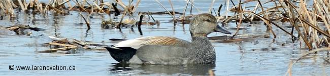 Photo de canard chipeau