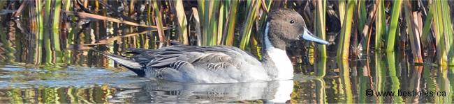 Photo de canard pilet