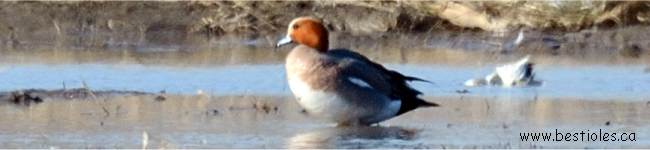 Photo d'un canard siffleur