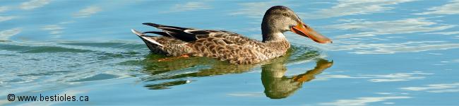 Photo de canard souchet