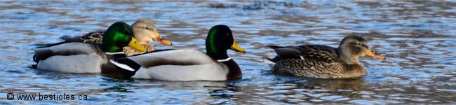 Photo de canards colverts qui nagent sur l'eau