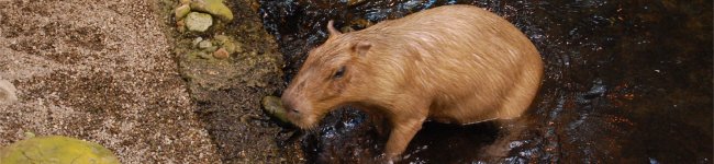 Photo d'un capybara