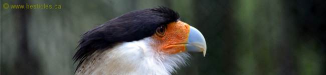 Photo de caracara du nord