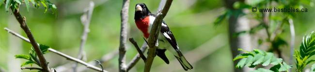 Photo d'un cardinal � poitrine rose