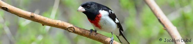 Photo d'un oiseau de la famille des Cardinalid�s (Cardinalidae)