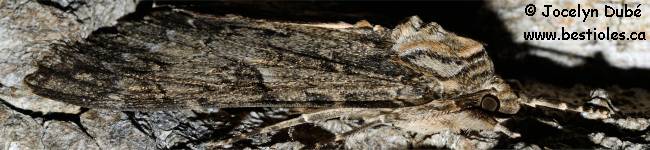 Photo d'un papillon du genre Catocala