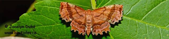 Photo d'un papillon du genre Cepphis