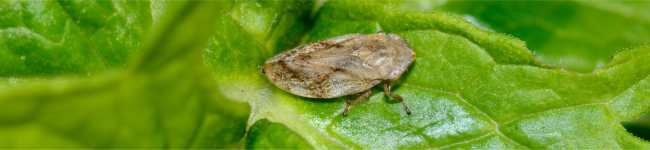 Photo d'une cercope