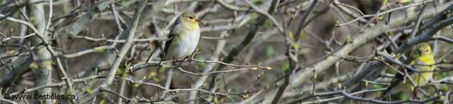 Photo de chardonnerets