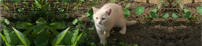Chats