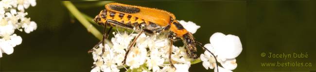 Photo d'un Cantharide de pennsylvanie (Chauliognathus pensylvanicus)