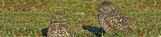 Photo d'une chev�che des terriers