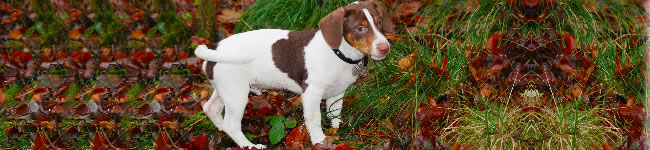 Photo de chien