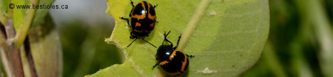 Photo de Chrysom�les de l'ascl�piade - Labidomera clivicollis