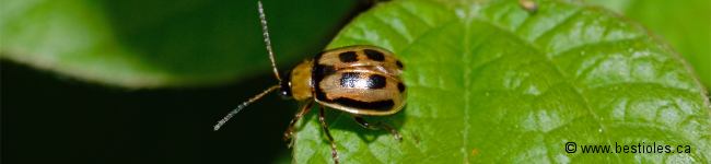Photo d'une Chrysom�le du haricot - Cerotoma trifurcata