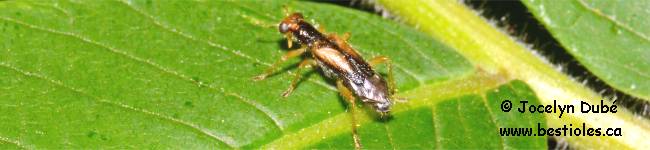 Photo d'un insecte de la famille Cleridae