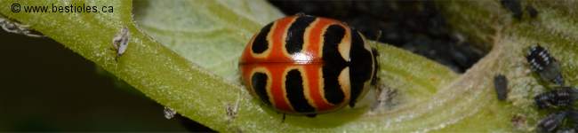 Photo d'une coccinelle � trois bandes