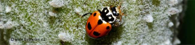 Photo d'une coccinelle des friches