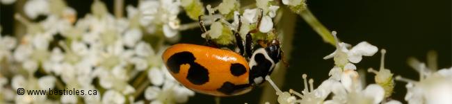 Photo d'une coccinelle parenthese