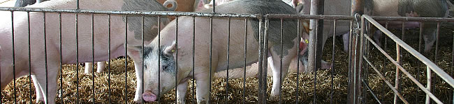 Porc - Cochon