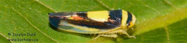 Photo de Colladonus clitellarius