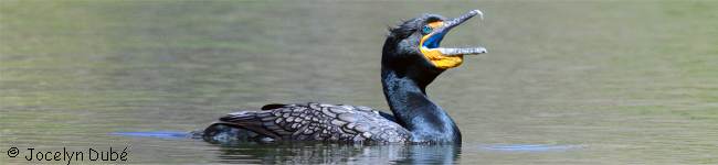 Photo d'un cormoran � aigrettes